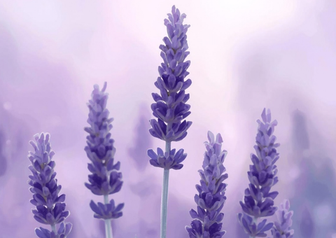 lavanda